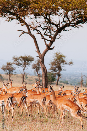 Herd of African Impala in grass meadow of Serengeti Savanna - African Tanzania Safari trip