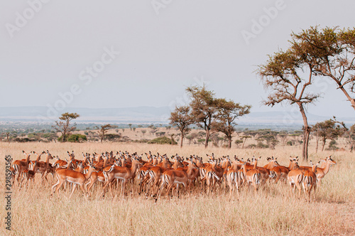 Herd of African Impala in grass meadow of Serengeti Savanna - African Tanzania Safari trip photo