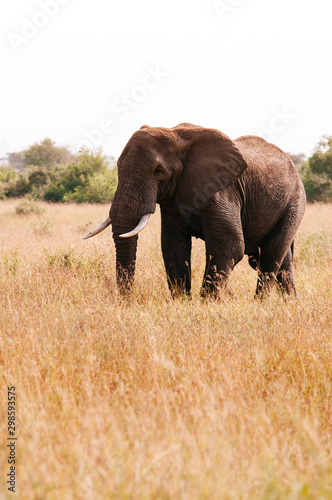 Big African elephant in grass field of Serengeti Savanna - African Tanzania Safari trip