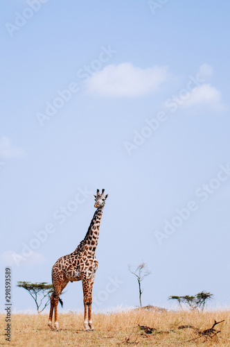 Giraffe walking in grass field of Serengeti Savanna - African Tanzania Safari trip