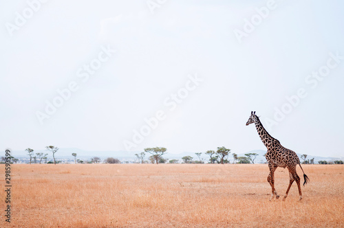 Giraffe walking in grass field of Serengeti Savanna - African Tanzania Safari trip photo