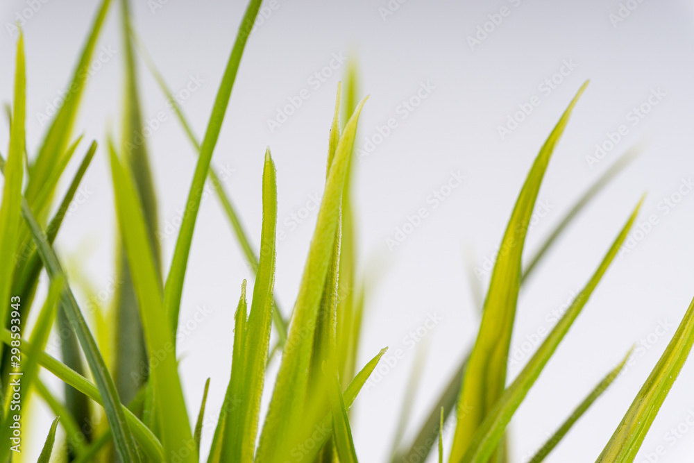 Obraz premium Green grass closeup with selective focus and crop fragment