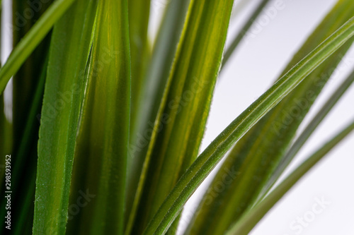 Green grass closeup with selective focus and crop fragment