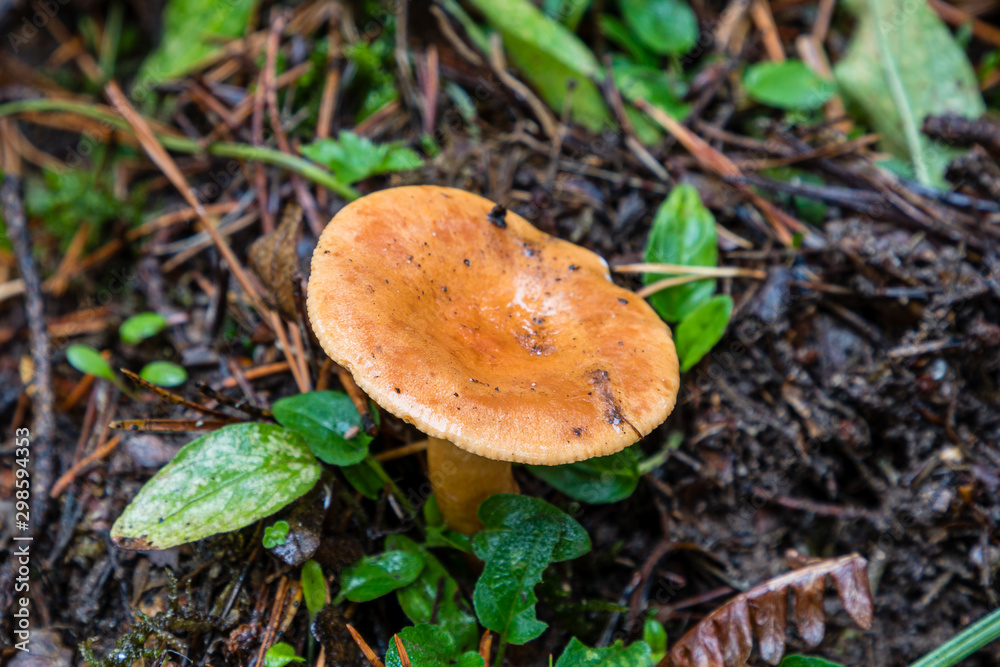 Wild mushrooms being born among the forest vegetation in Madrid Wild mushrooms being born among the forest vegetation in Madrid