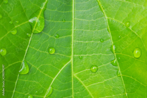 Closeup of beautiful water drops on fresh tropical green leaf in the morning for natural concept and bright green background