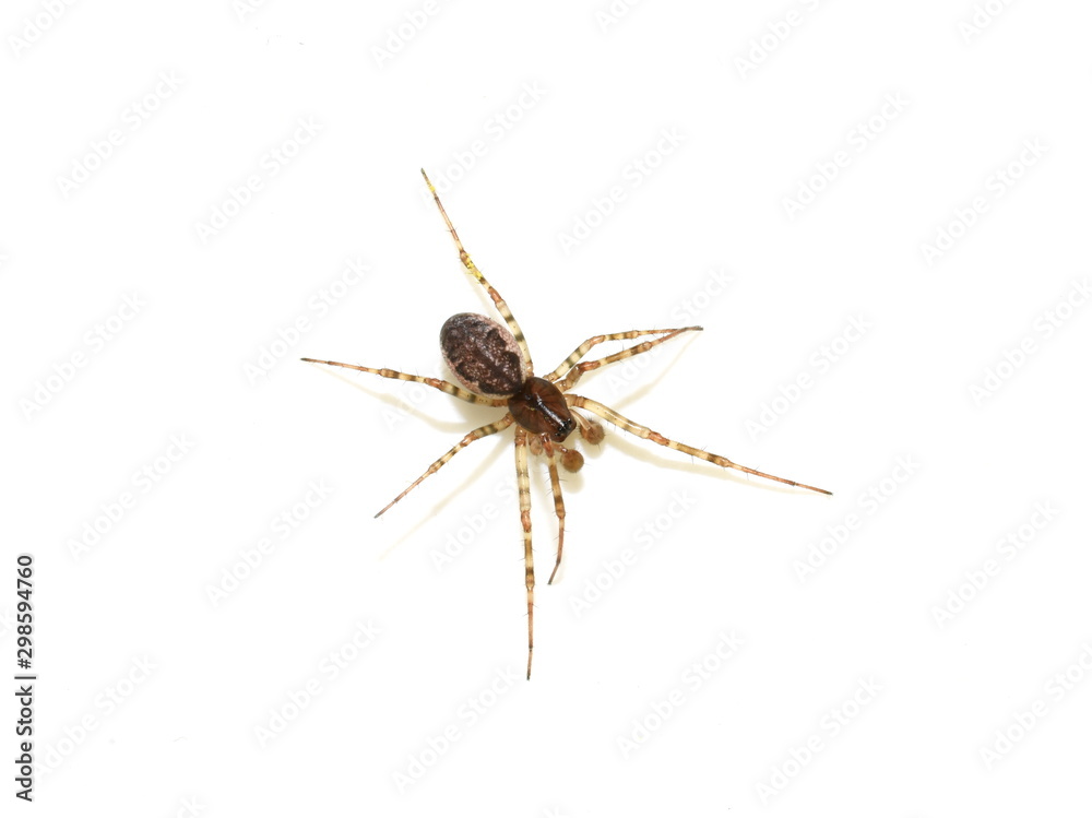 Linyphia dwarf spider isolated on white background Linyphia dwarf spider isolated on white background