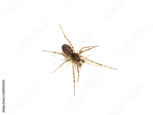 Linyphia dwarf spider isolated on white background