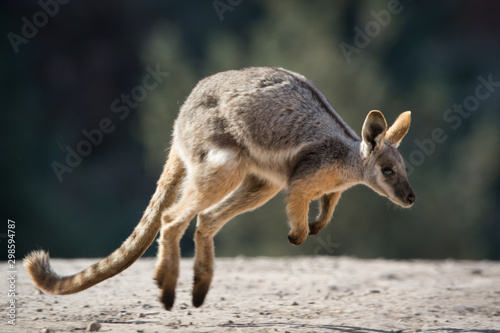 Yellow Footed Rock Wallaby hopping, Australian native animal.