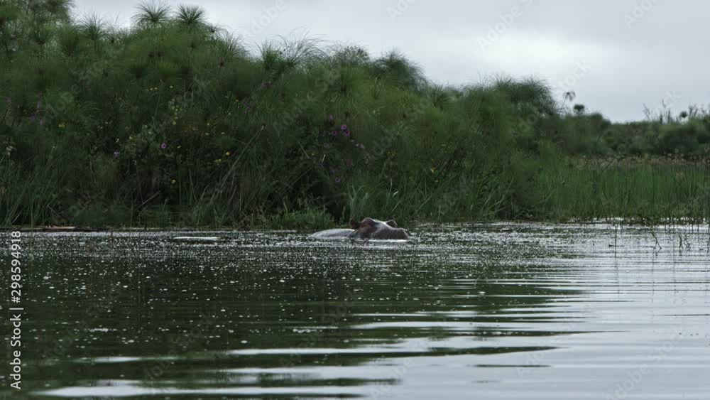 Medium close up heads of hippos playing in the akagera river Medium close up heads of hippos playing in the akagera river