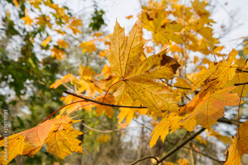 Maple (Acer) tree leaves in autumn