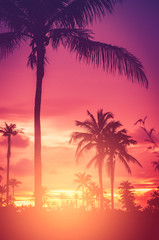 Tropical palm tree on sunset sky cloud abstract background.