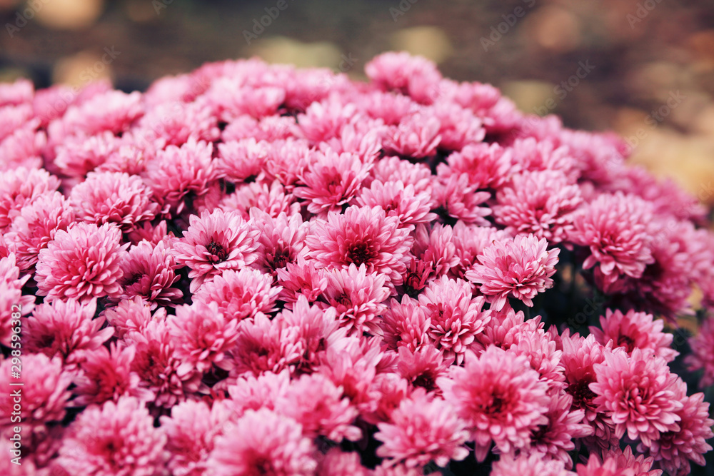 Pink Chrysanthemum Flowers in the Garden Pink Chrysanthemum Flowers in the Garden
