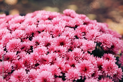 Fototapeta Naklejka Na Ścianę i Meble -  Pink Chrysanthemum Flowers in the Garden 