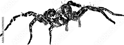 Spider, insect