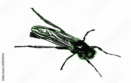 robber fly, insect