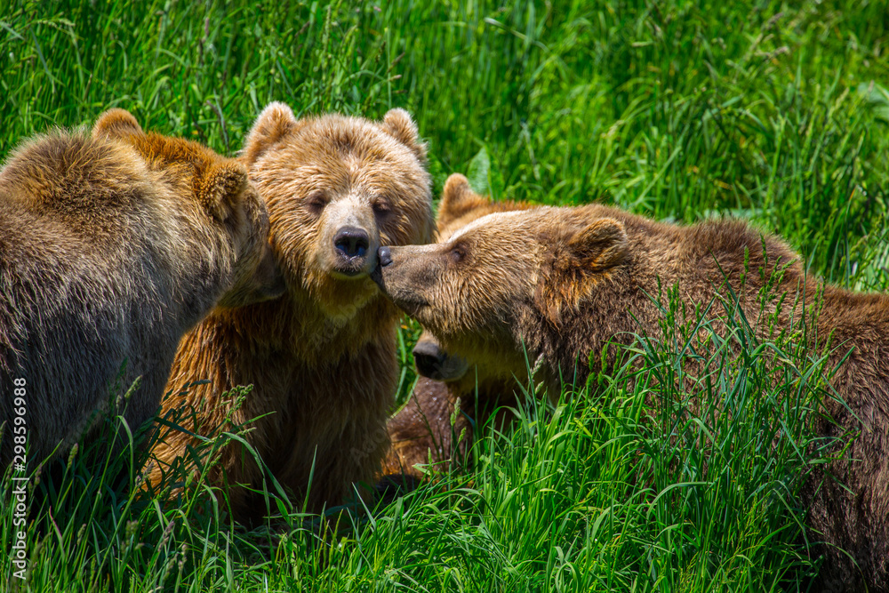 Obraz premium Braunbeer