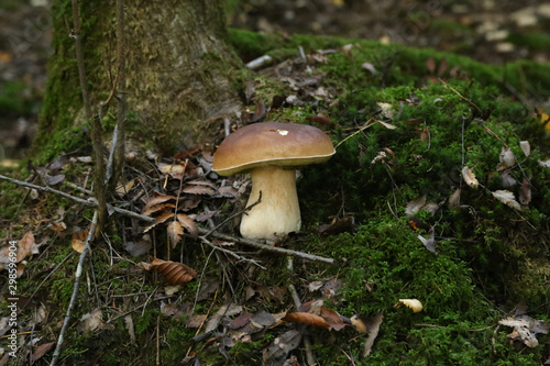 Edible forest mushroom Boletus Edulis or porcini fungus