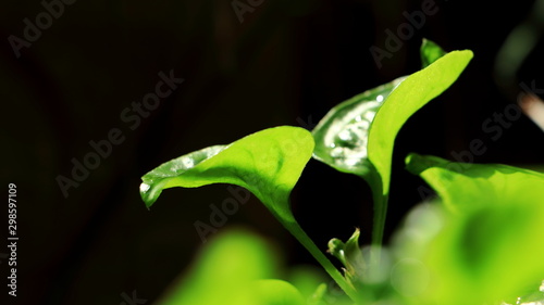 Two green leaves on a dark background