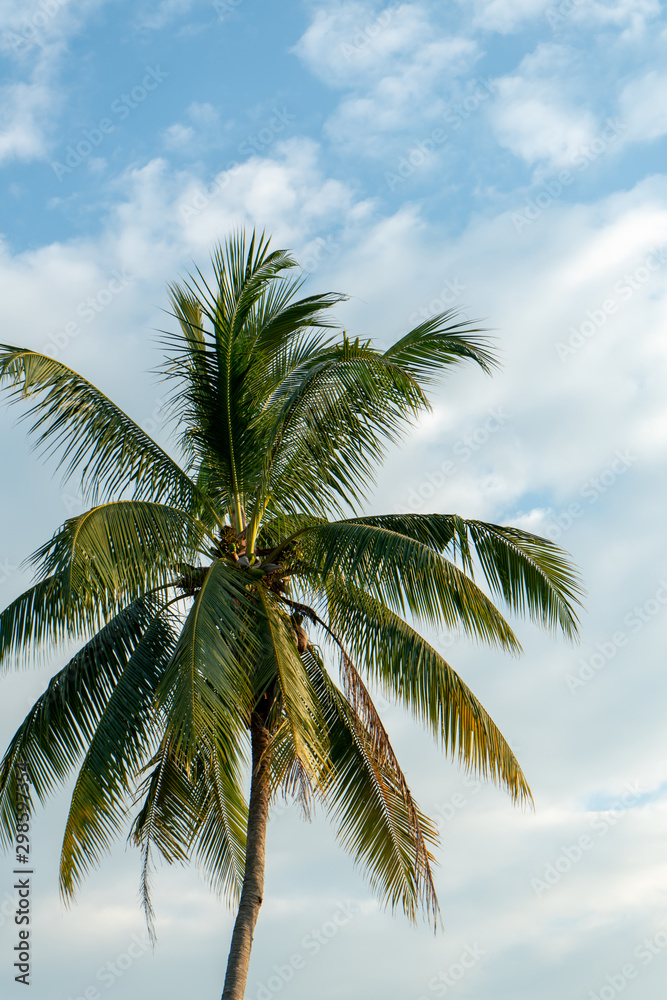 Coconut tree with blue sky