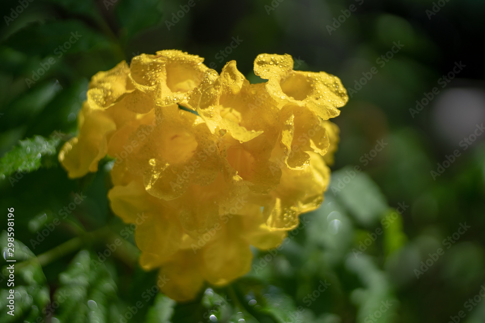 Close up yellow trumpet flower in the garden Close up yellow trumpet flower in the garden