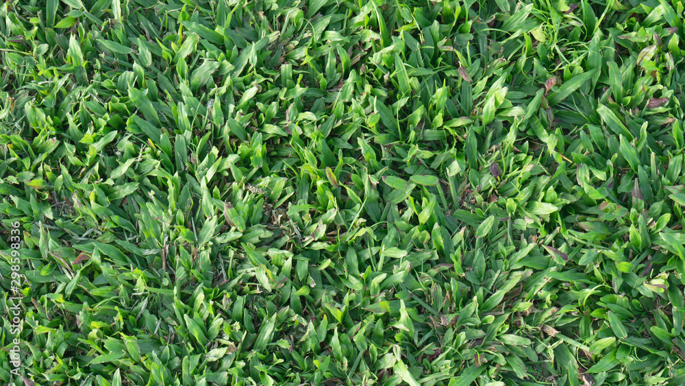 Green grass on background Green grass on background
