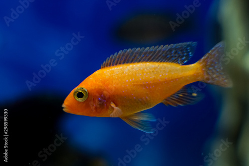 Lake malawi tropical cichlid fish, colorful fish © Richard