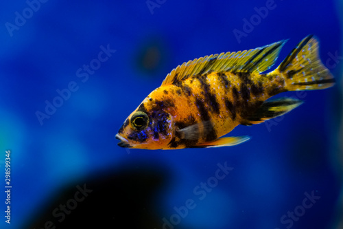 Photography Lake malawi tropical cichlid fish, colorful fish