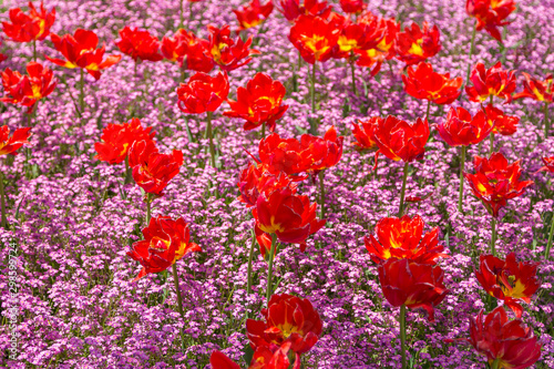 Red tulips among the small pink flowers, Sofia, Bulgaria.