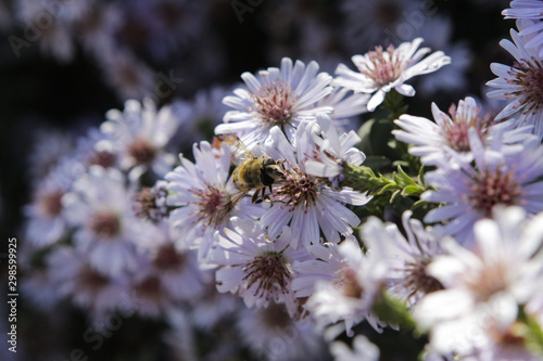 Honey bee collects nectar on a white flower