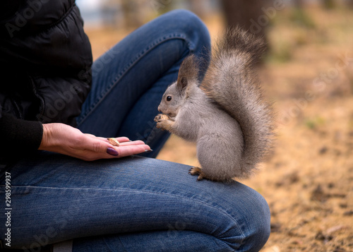 Brave squirrel is eatting nuts on human knees in urban park in autumn. Selective focus. photo