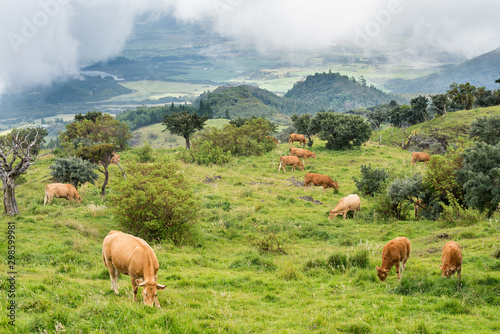 Cows of Reunion Island 1