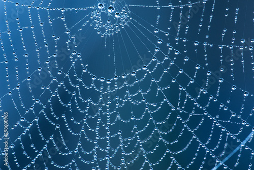 spider net with rain drops