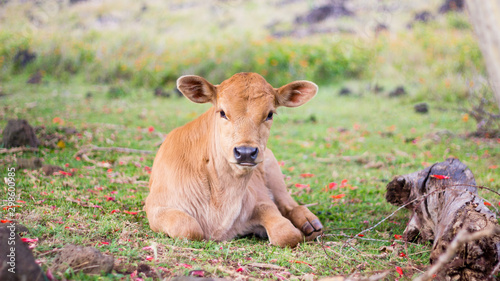 Sitting Calf on Rapa Nui, Easter Island