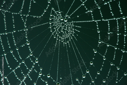 spider net with rain drops