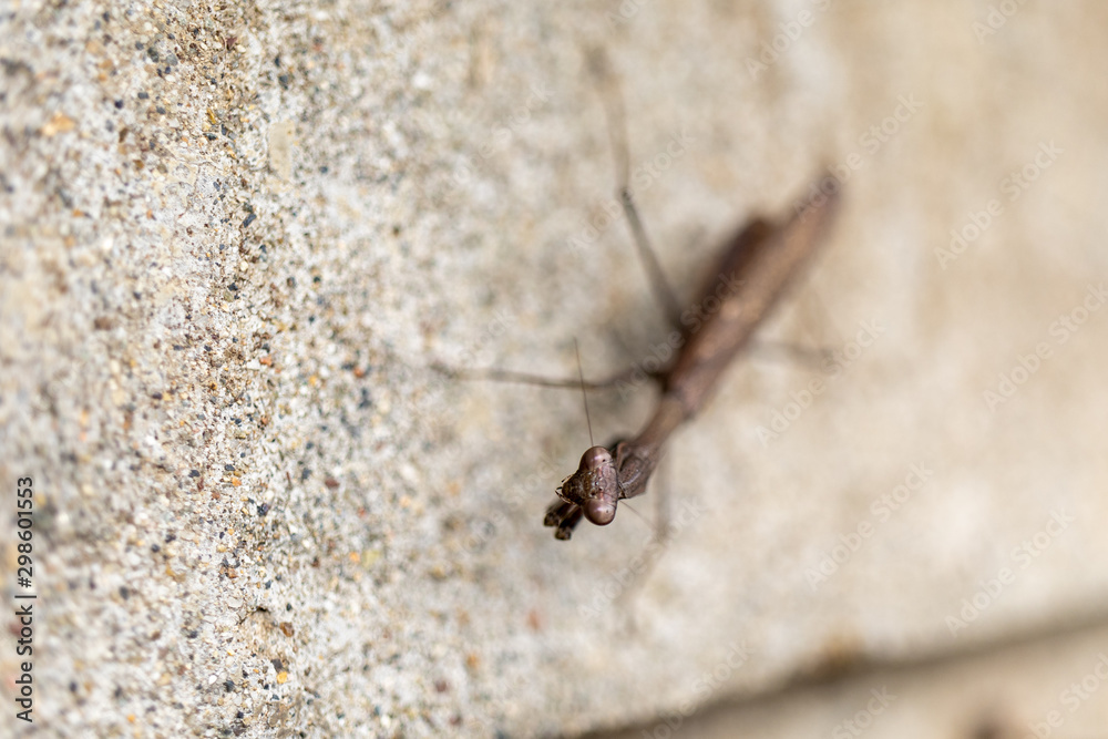 塀に止まるコカマキリ