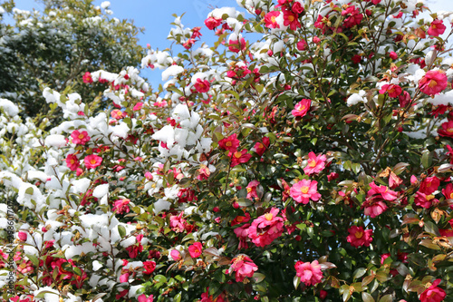 雪のサザンカの花