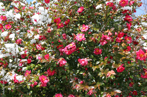 雪のサザンカの花