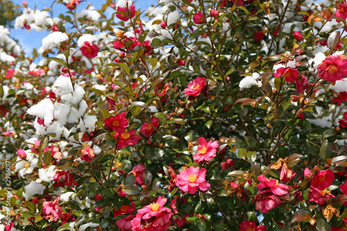 雪のサザンカの花