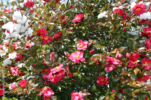 雪のサザンカの花