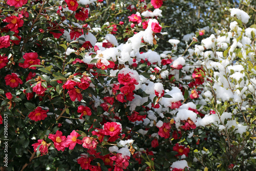 雪のサザンカの花