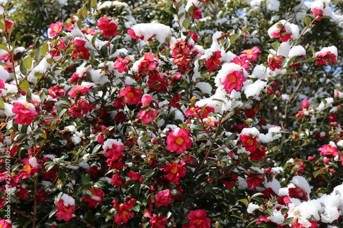 雪のサザンカの花