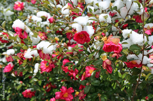 雪のサザンカの花