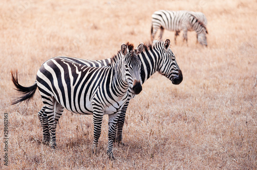 Zebra couple in golden grass field in Ngorongoro  Serengeti Tanzania Savanna forest