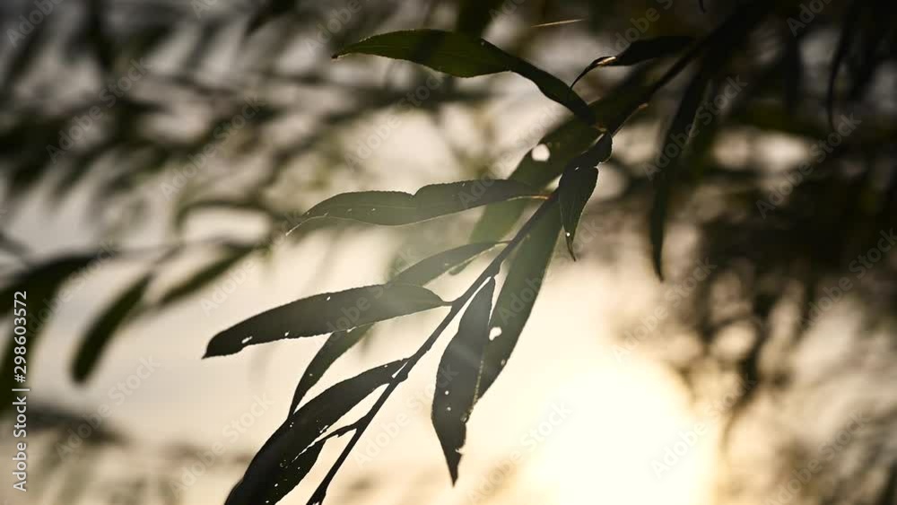Medium low angle close-up backlight shot of a branch with autumn leaves of a willow. Wind sweeps the leaves gently. The sun shines through the foliage producing a soft sun flare. Medium low angle close-up backlight shot of a branch with autumn leaves of a willow. Wind sweeps the leaves gently. The sun shines through the foliage producing a soft sun flare.