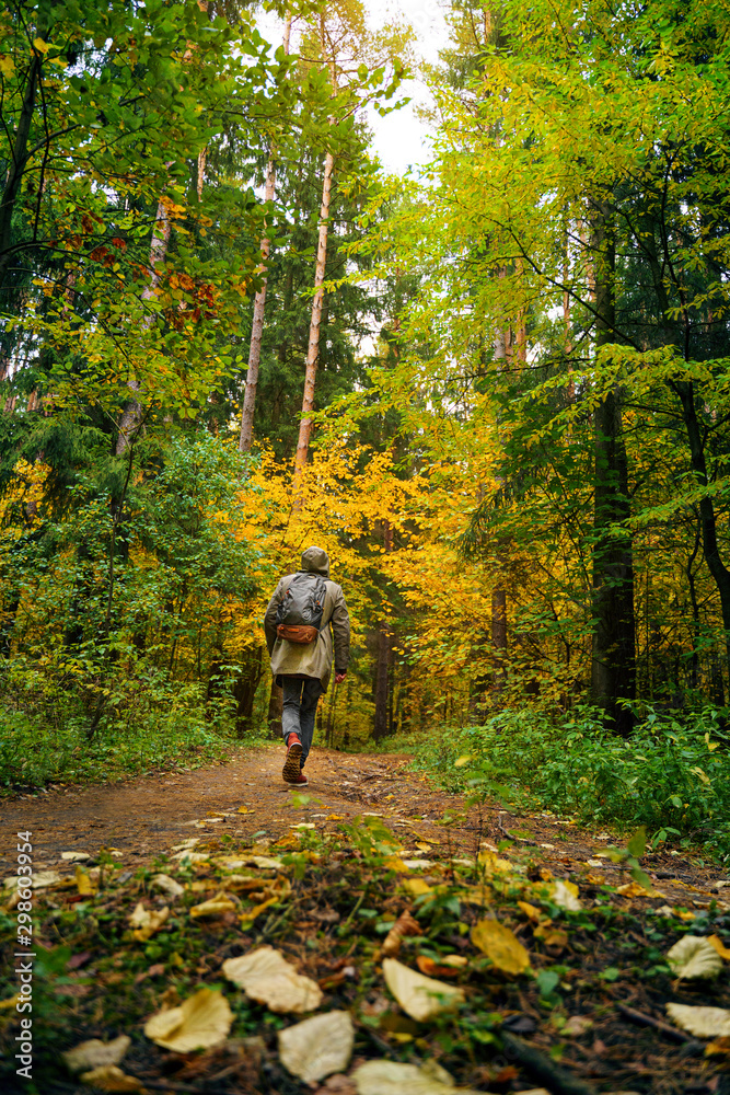 Fototapeta premium A man with backpack walks in the amazing autumn forest. Hiking alone along autumn forest paths. Travel concept.