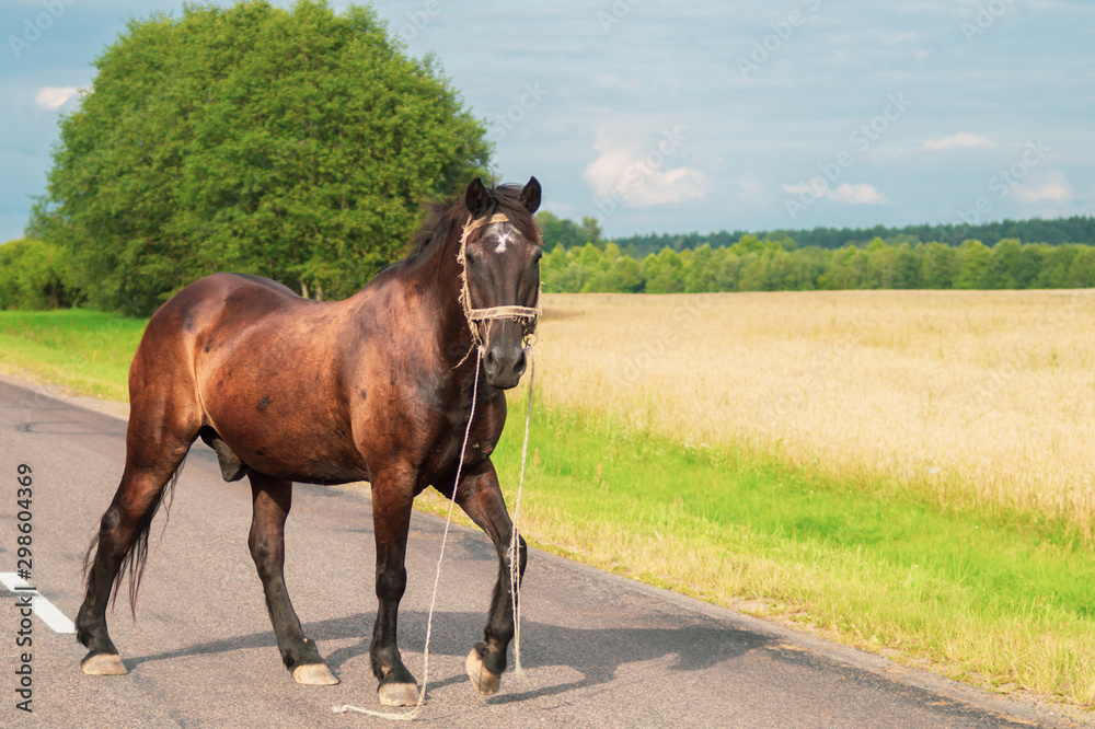 A lone brown horse crossing the road. runaway horse in the countryside A lone brown horse crossing the road. runaway horse in the countryside