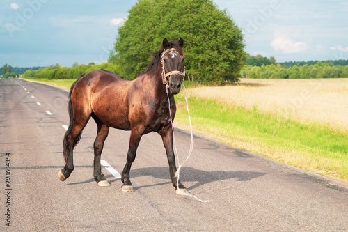 A lone brown horse crossing the road. runaway horse in the countryside