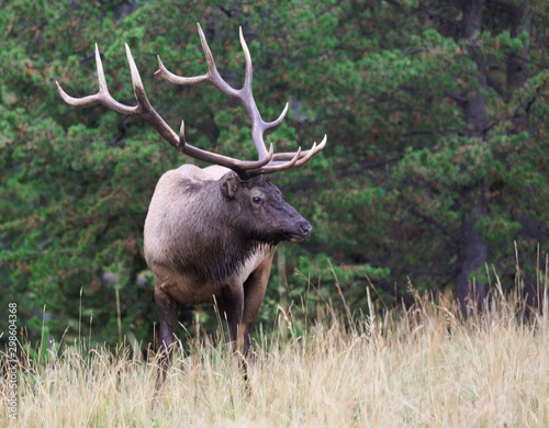 Cerf - Parc National du Yellowstone