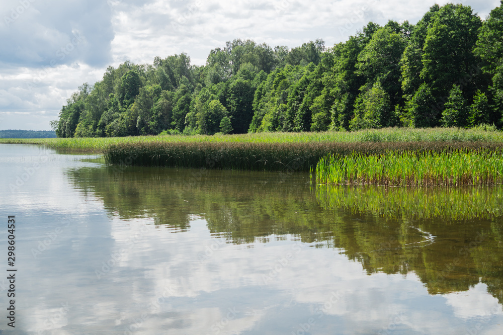 Shore of the lake with the reeds and plants. forest near the water