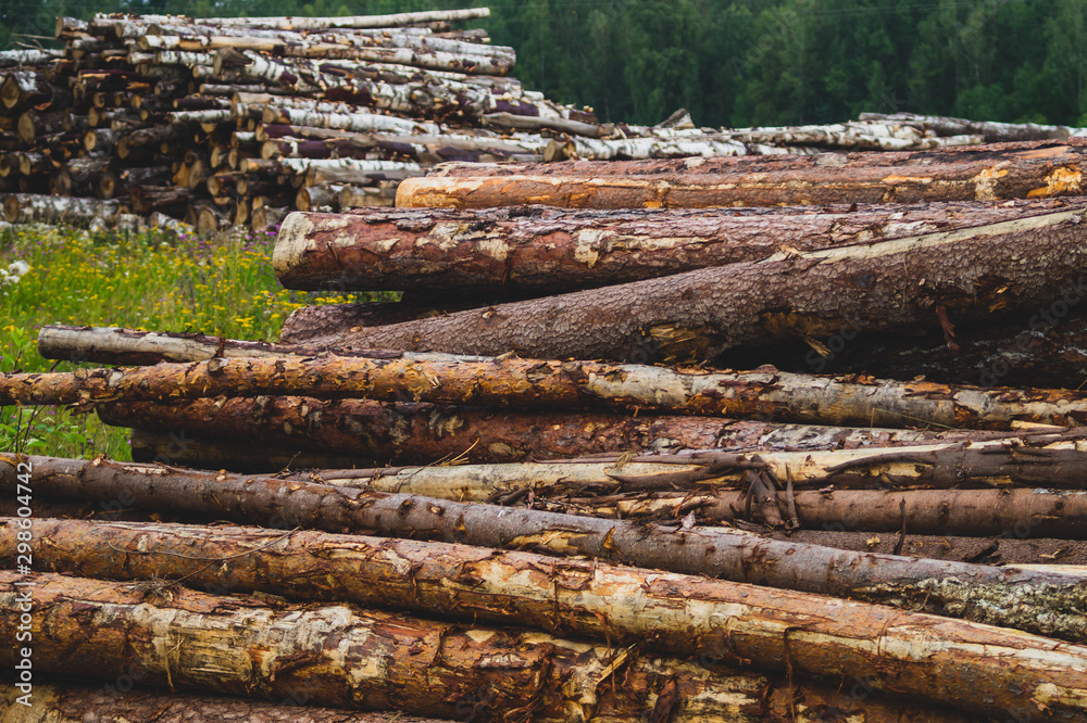 Wooden logs in the forest. chopped tree logs stack. nature landscape Wooden logs in the forest. chopped tree logs stack. nature landscape